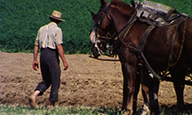 an Amish farmer